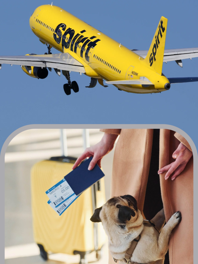 Pet Travel Policy Guidelines on Spirit Airlines