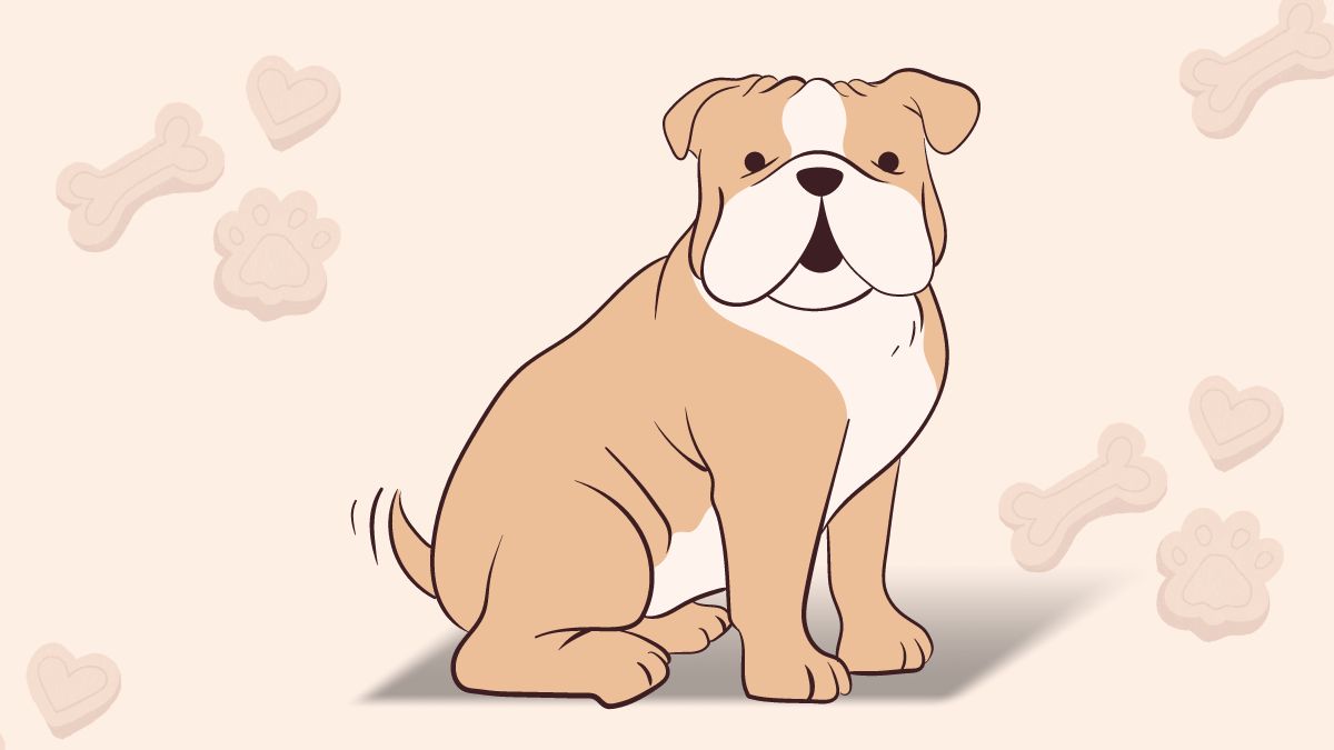Pet Weight policy on airlines (In-cabin)