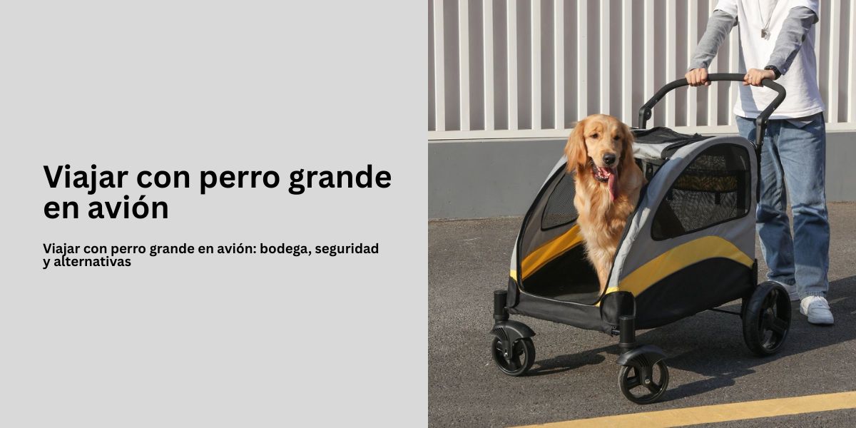 Viajar con perro grande en avión